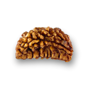 1 Mukhi Natural Rudraksha