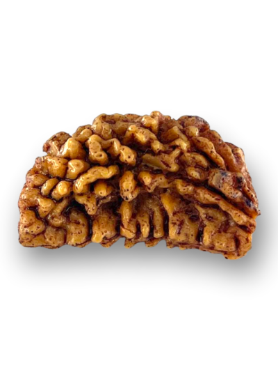 1 Mukhi Natural Rudraksha