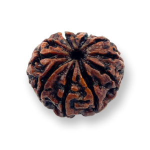 10 Mukhi Natural Rudraksha