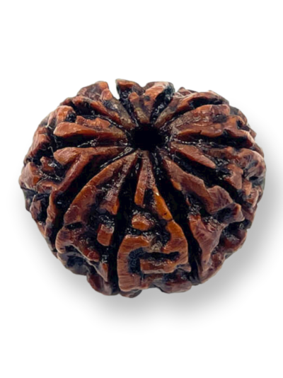 10 Mukhi Natural Rudraksha