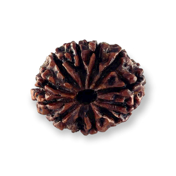 12-mukhi-natural-rudraksha