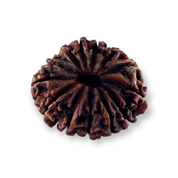 13 Mukhi Natural Rudraksha