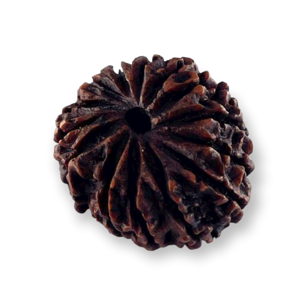 14 Mukhi Natural Rudraksha