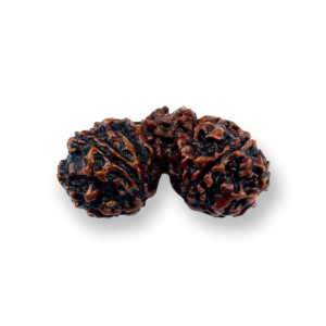 Natural Gouri Sankar Rudraksha