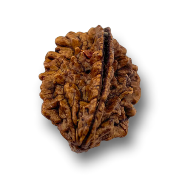 2 Mukhi Natural Rudraksha