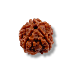 3 Mukhi Natural Rudraksha