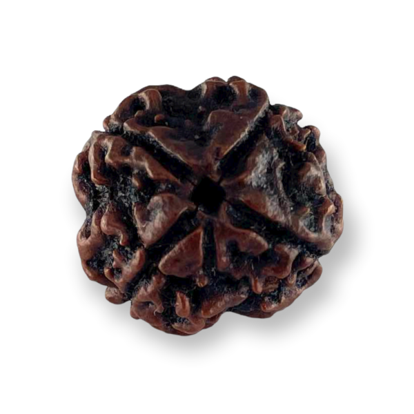 4 Mukhi Natural Rudraksha