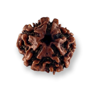 5 Mukhi Natural Rudraksha