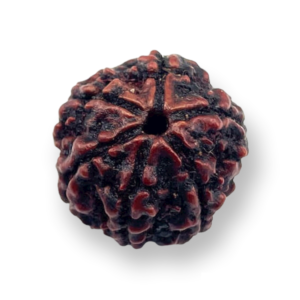 6 Mukhi Natural Rudraksha