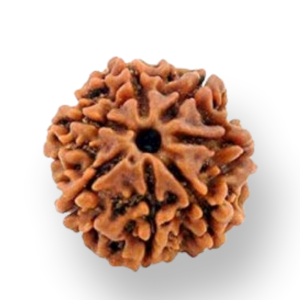 7 Mukhi Natural Rudraksha