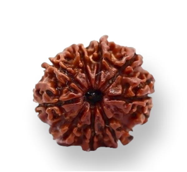 9 Mukhi Natural Rudraksha