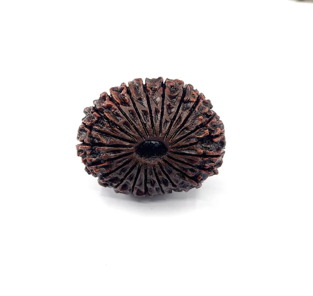 21 Mukhi Rudraksha